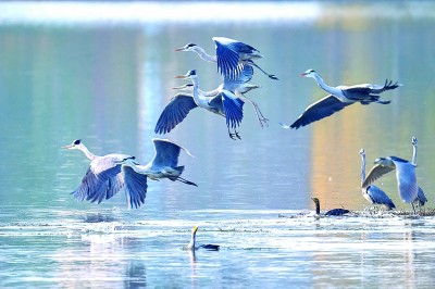 重庆梁平双桂湖国家湿地公园：湿地留候鸟倩影 碧湖绘生态新图