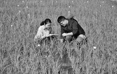 追赶太阳的南繁人