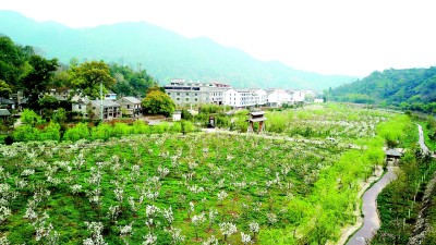 浙江省台州市黄岩区屿头乡沙滩村：古村新韵魅力足