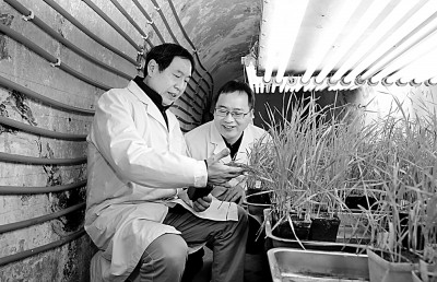 西北农林科技大学植物免疫研究团队：裤脚但沾泥土，指尖便长留麦香