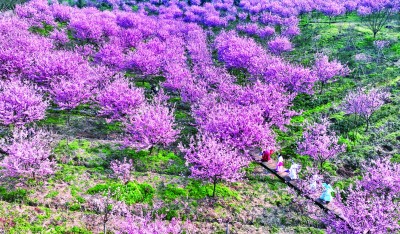 【大美中国】花树数重开