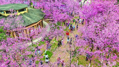 【大美中国】赏花