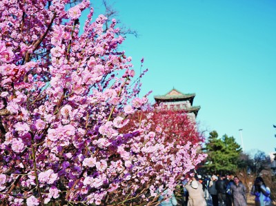 梅花枝头春意闹