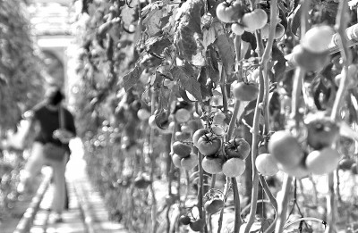 数字化引领农业新发展