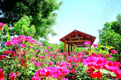 北京市大兴区魏善庄镇李家场村：智慧田园花开盛