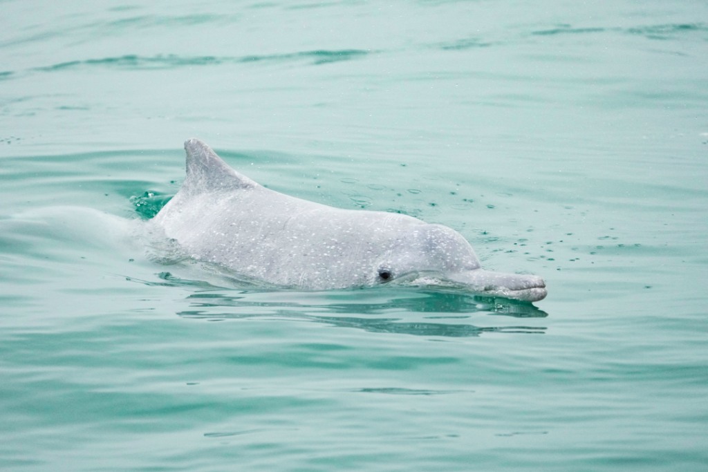 中国新闻奖新闻摄影组照类《鲸豚逐浪海之南》公示