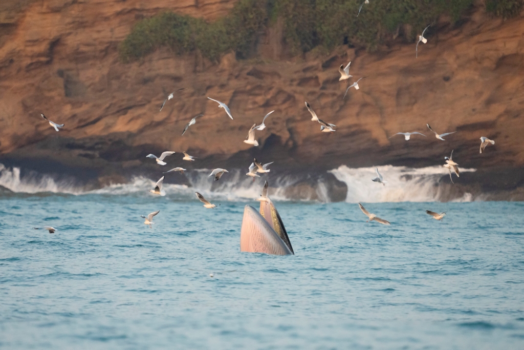 中国新闻奖新闻摄影组照类《鲸豚逐浪海之南》公示