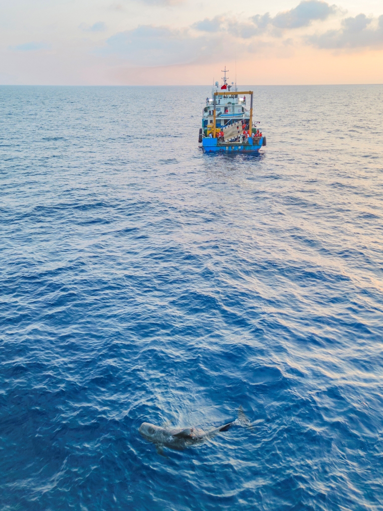 中国新闻奖新闻摄影组照类《鲸豚逐浪海之南》公示