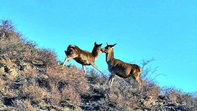 宁夏贺兰山国家级自然保护区：“生物链越来越完整了”