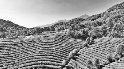采茶忙
