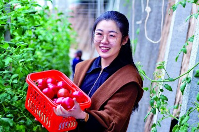 山东潍坊坊子区黄旗堡街道逄王一村：火红果子 让日子红火