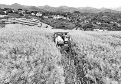油菜收获忙