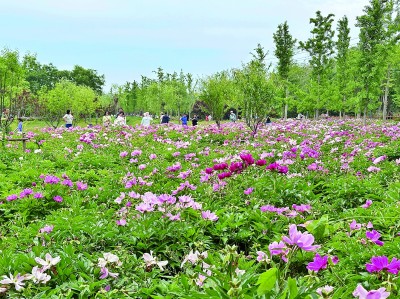 【大美中国】芍药花开