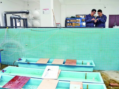 国家一级保护动物川陕哲罗鲑实现全人工规模化繁育
