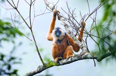 绿满八桂 万物共生——广西多举措守护生物多样性之美