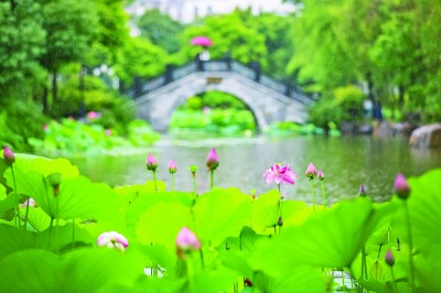 夏荷绽放