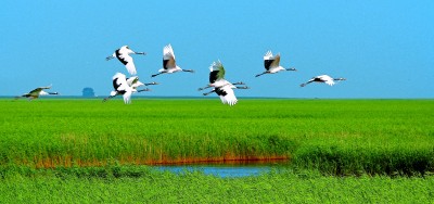 黑龙江湿地：黑土地上的生命乐园