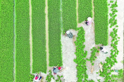 【大美中国】夏种忙
