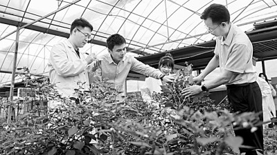 湖南农业大学蔬菜种质创新与遗传改良团队：让一粒粒好种子在广袤田野生根发芽
