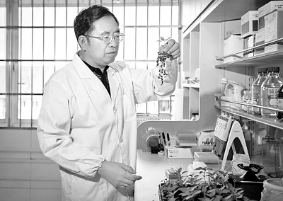 湖南农业大学蔬菜种质创新与遗传改良团队：让一粒粒好种子在广袤田野生根发芽