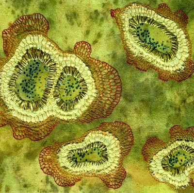 妙手匠心，织就纤维奇境——基于生物微观结构的纤维艺术创作