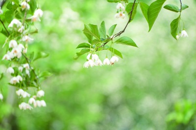 江苏南京六合区：一朵茉莉开 满城清香来
