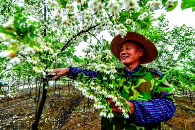 江苏南京六合区：一朵茉莉开 满城清香来