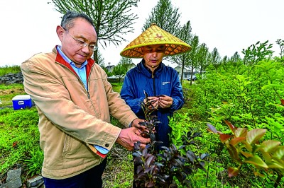 江苏南京六合区：一朵茉莉开 满城清香来