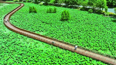 【大美中国】赏荷