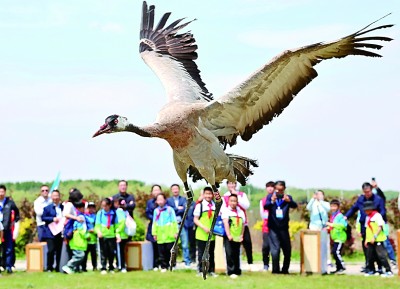 守护“会飞的邻居”