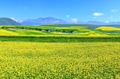 【大美中国】夏日花海