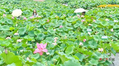 从“贡莲”到“太空莲” 科技赋能为广昌白莲续写千年传奇