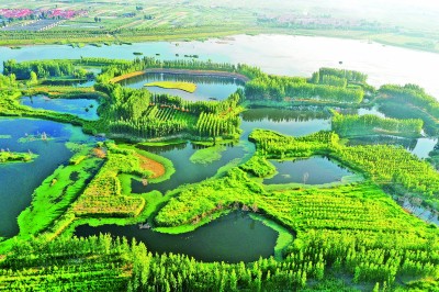 大沽河畔景如画