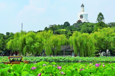 【大美中国】大暑荷韵
