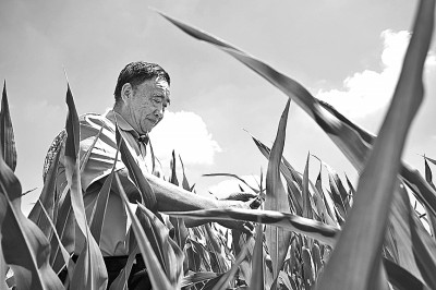 “不管啥时候，都要把地种好”——记安徽太和县现代农业科技试验示范基地党支部书记徐淙祥