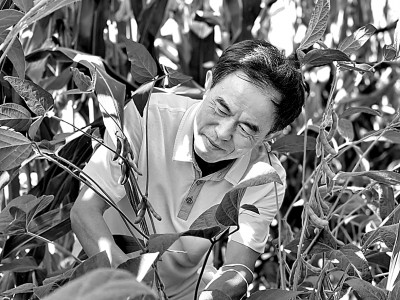 四川农业大学大豆玉米带状复合种植研究团队：以身传技，促“粮稳豆增”