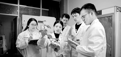四川农业大学大豆玉米带状复合种植研究团队：以身传技，促“粮稳豆增”