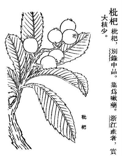 长安的枇杷