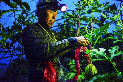 瓜香引领致富路