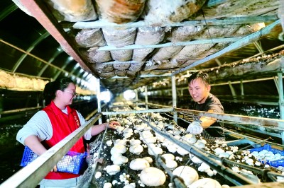 新疆奎屯市开干齐乡高疙瘩泉村：“菌香”四溢促蝶变