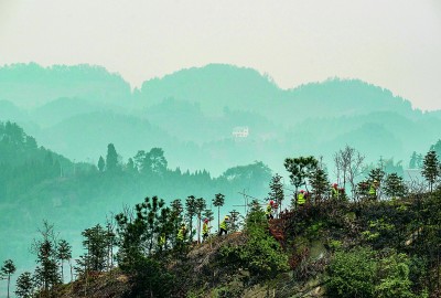 植绿护绿赤水河