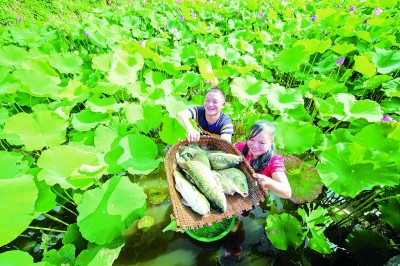 苗岭新风采 丰收满黔山