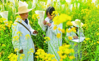 科技赋能 油菜飘香
