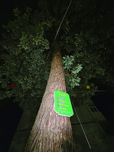 “东方宝石”城里安家