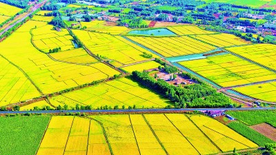 【大美中国】金色稻田