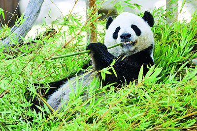 西班牙马德里动物园为大熊猫庆生