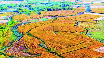 【大美中国】金秋田园