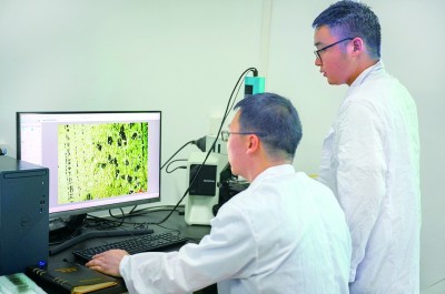 橡胶树育种的科研接力
