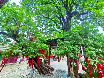 【人与自然和谐相处的温暖瞬间】给古树上保险