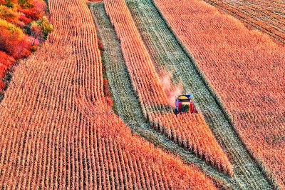【大美中国】我国秋粮收获已过六成